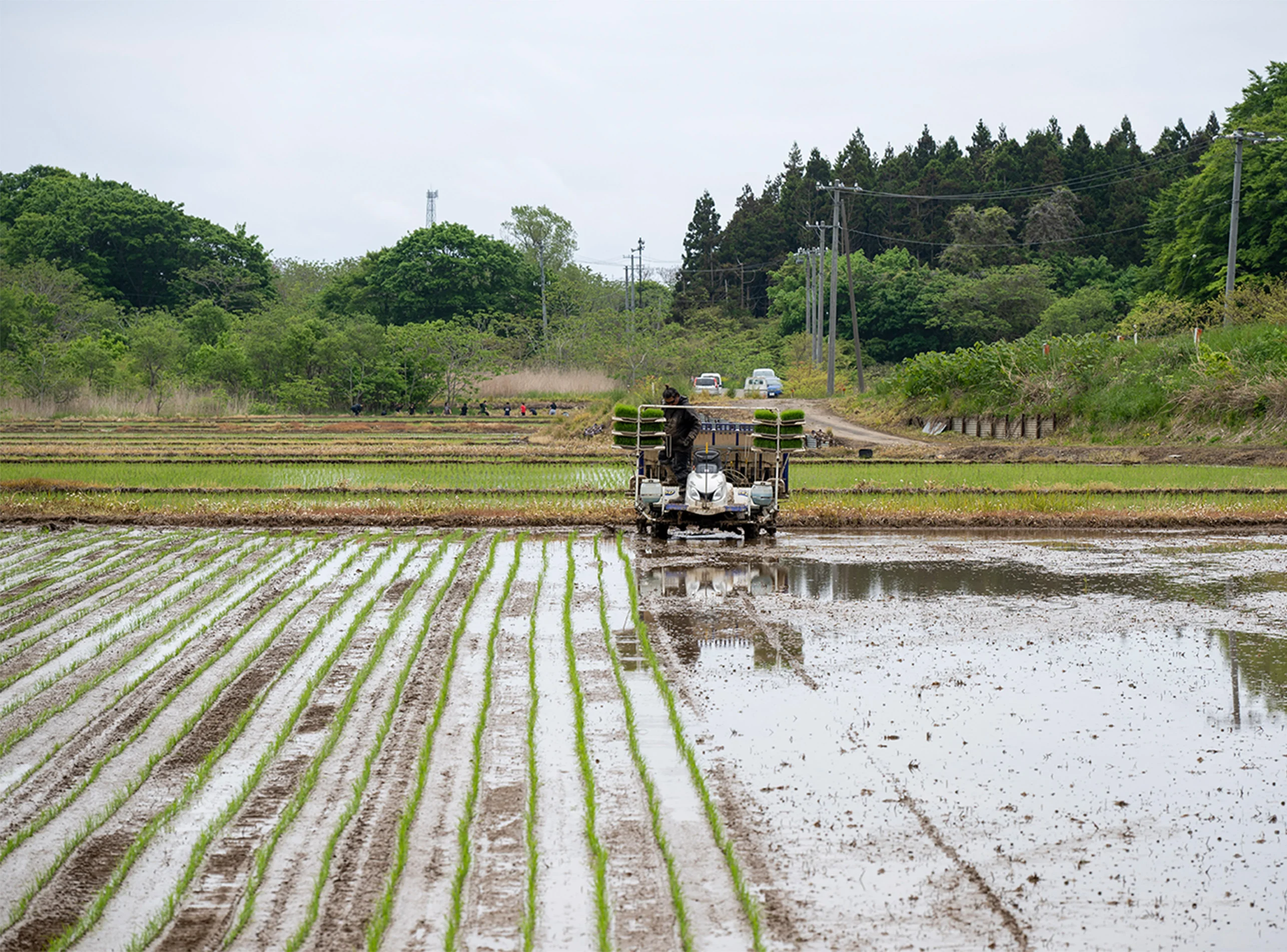 田植えの様子